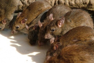 Trung Quốc ‘niêm phong’ thành phố vì dịch hạch 